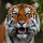 Bengal Tiger
