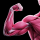 muscle
