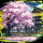 cherry blossom
