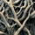 driftwood