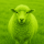 Wool