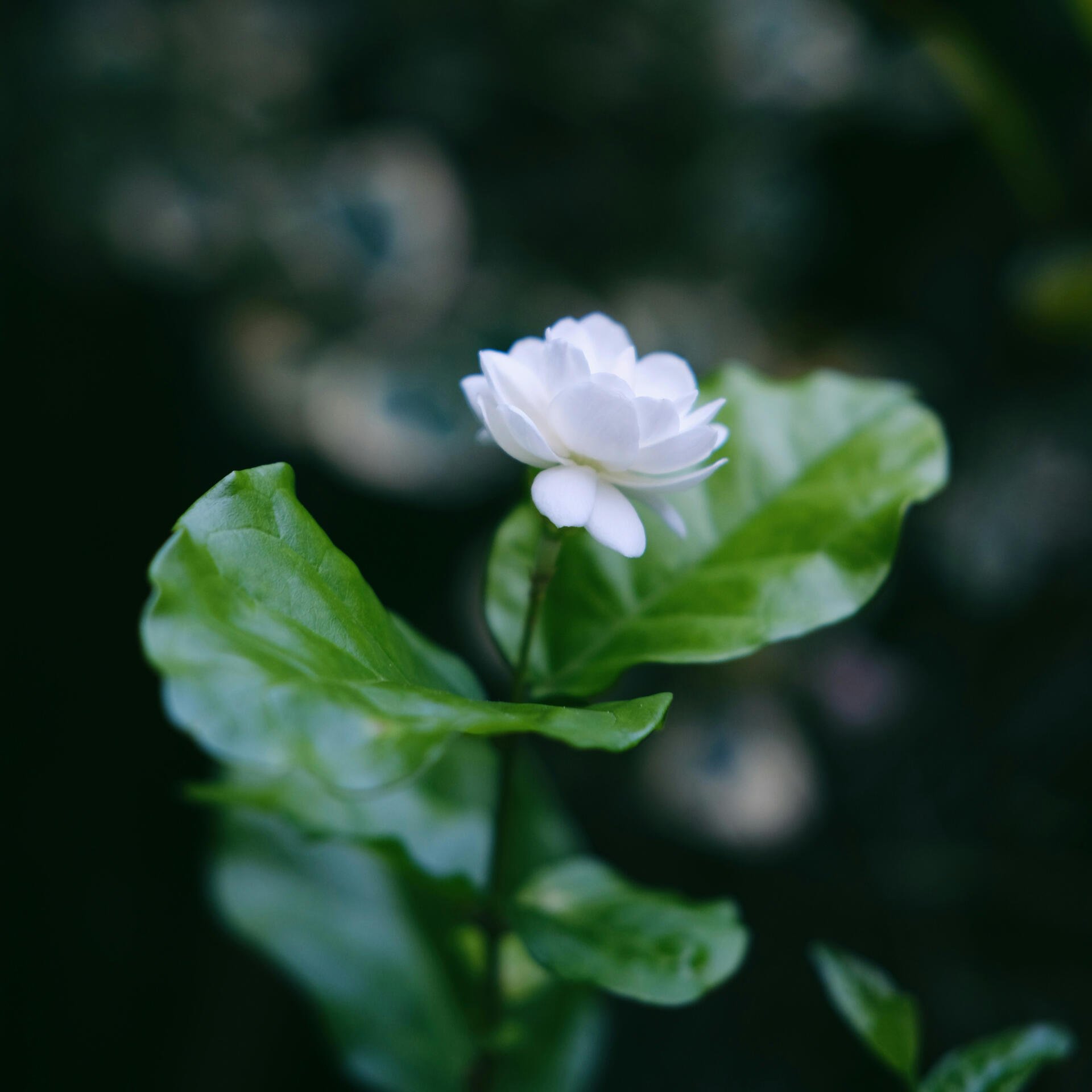 Close-up of a small white layered flower with glossy green leaves against a soft dark-green bokeh background, presented as a forum avatar/profile photo.