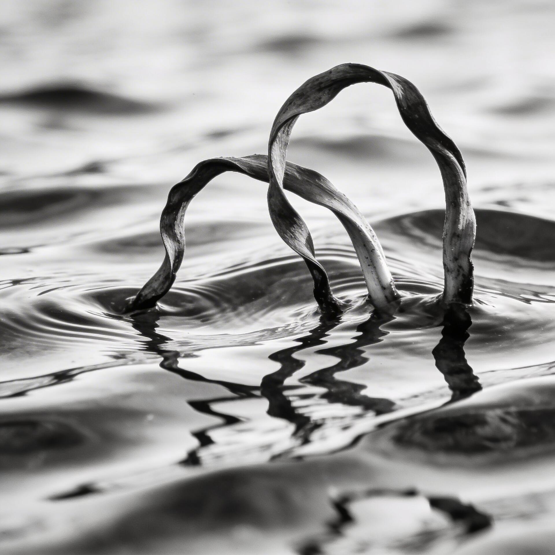 Grayscale forum avatar/pfp: two curved plant stems arching from rippled water, their reflections forming mirrored arches on the surface.