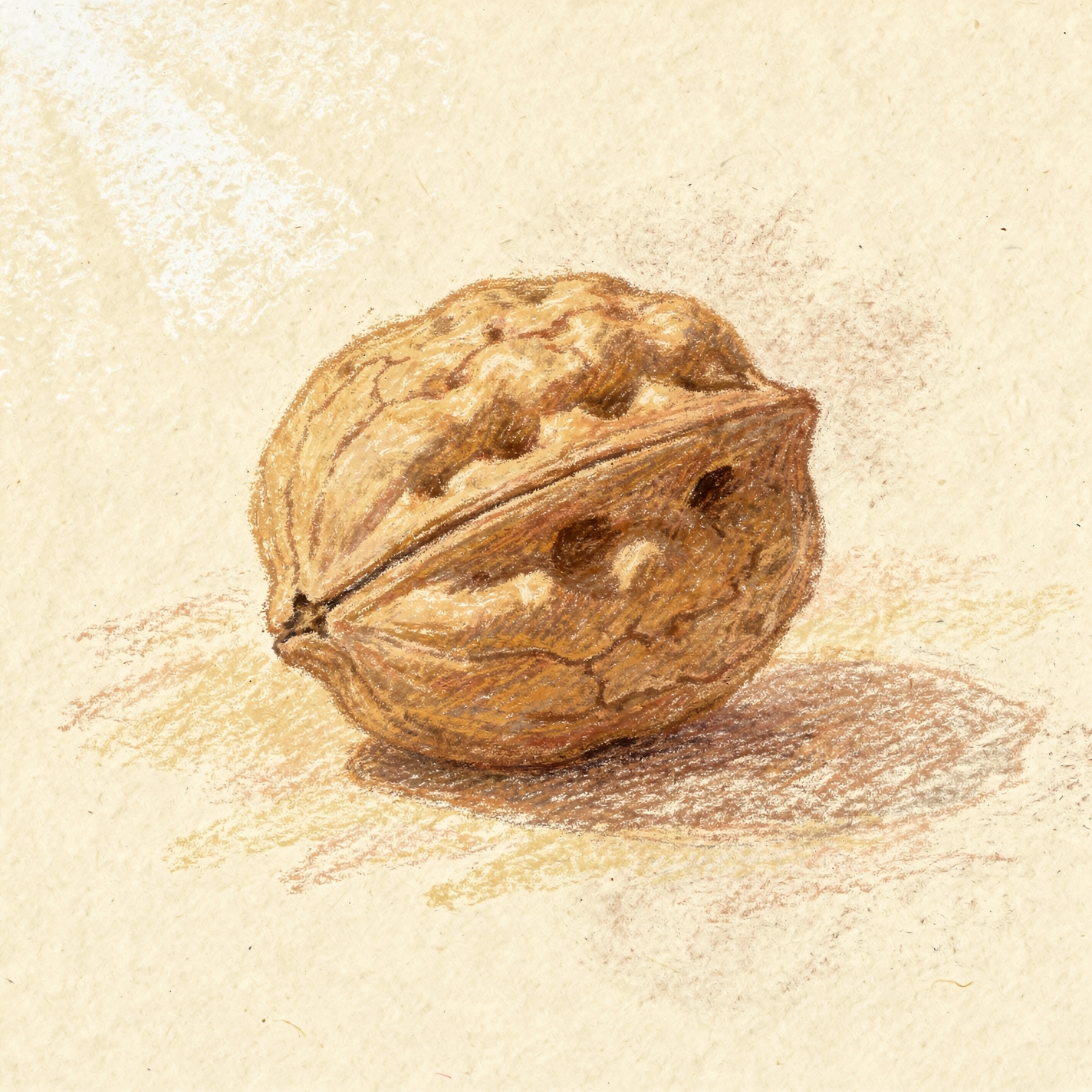 Forum avatar/pfp: detailed watercolor walnut on a light, textured background.