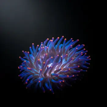 Vibrant blue-purple sea anemone with pink-tipped tentacles against a dark background, presented as a forum avatar/profile photo.