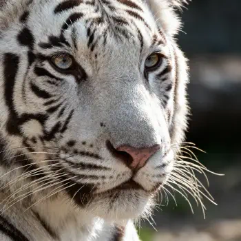 Close-up of a white tiger face used as a forum avatar (pfp/profile photo), highlighting detailed black stripes, pale eyes, pink nose, and prominent whiskers.
