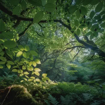 Forum avatar/profile photo of a sunlit forest canopy seen from below, arching mossy branches, ferns and dappled green light — a tranquil, intimate nature scene.
