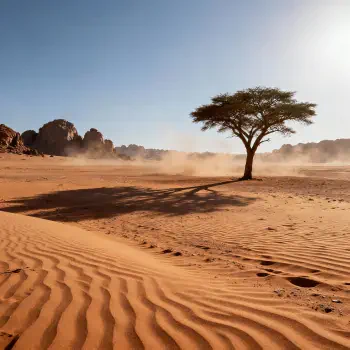 Forum avatar/pfp: solitary acacia tree on rippled Sahara sands, casting a long shadow with distant rock formations under a bright, clear sky.