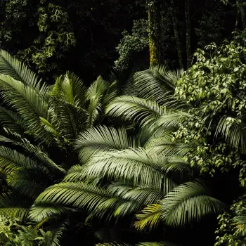 Forum avatar/pfp of lush green fern and palm leaves layered in dense natural foliage.