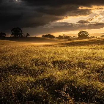 Forum avatar/profile photo: golden pasture with rolling hills and silhouetted trees beneath dramatic sunset clouds.