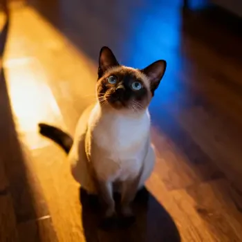 Forum avatar/pfp of a blue-eyed Siamese cat seated on a wooden floor, warm light on its face with cool background tones.