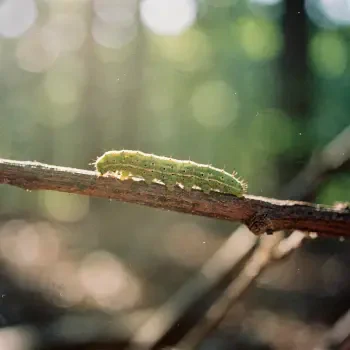 Close-up of a green caterpillar crawling along a sunlit twig, presented as a forum avatar/profile photo with a soft bokeh background.