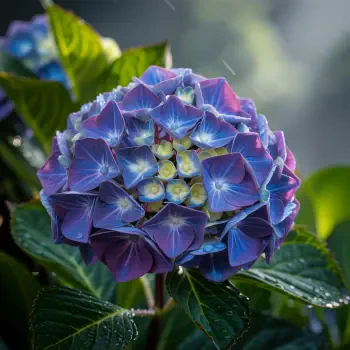 Purple-blue hydrangea bloom with dewdrops, set as a forum avatar/profile photo.