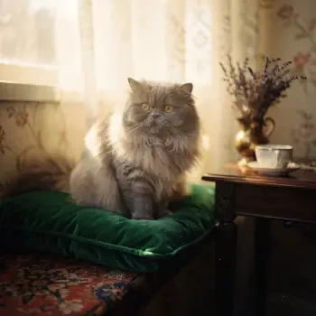 Fluffy gray Persian cat on a green cushion by a sunlit window — cozy forum avatar/pfp/profile photo.