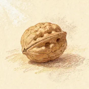 Forum avatar/pfp: detailed watercolor walnut on a light, textured background.