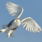 Download Animal Snowy Owl PFP