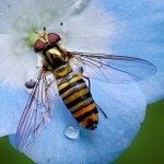 Download Animal Hoverfly PFP