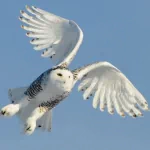 Animal snowy owl PFP
