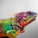  Colourful Chameleon 