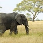 Download Animal Elephant PFP