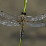Dragonfly Pfp