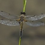 Download Animal Dragonfly PFP