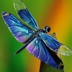 Download Animal Dragonfly PFP
