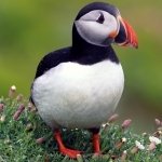Download Animal Puffin PFP