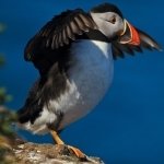 Download Animal Puffin PFP