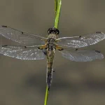 Animal dragonfly PFP