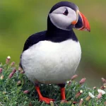 Animal puffin PFP
