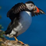 Animal puffin PFP
