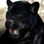 Download Animal Black Panther PFP