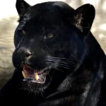 Animal black panther PFP