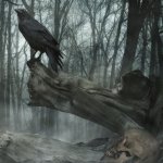 Download Dark Bird Raven Crow Animal PFP