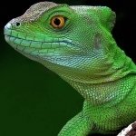 Download Animal Basilisk PFP