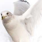 Download Animal Dove PFP