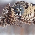 Download Animal Great Grey Owl PFP