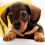 Animal puppy PFP