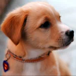 Animal puppy PFP