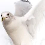  White Dove