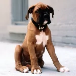 dog Animal boxer (dog) PFP