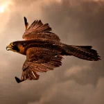Animal falcon PFP