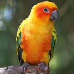  Orange Parrot