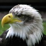 Download Animal Bald Eagle PFP