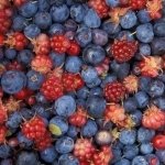 Download Food Berry PFP
