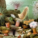 Animal sea anemone PFP