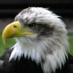 Animal bald eagle PFP
