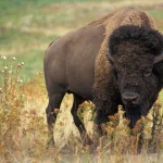 Animal american bison PFP