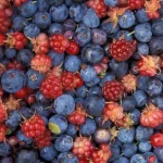 food berry PFP